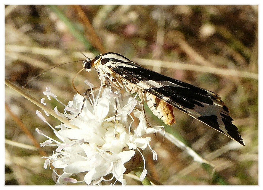 Lepidotteri dal Gargano....